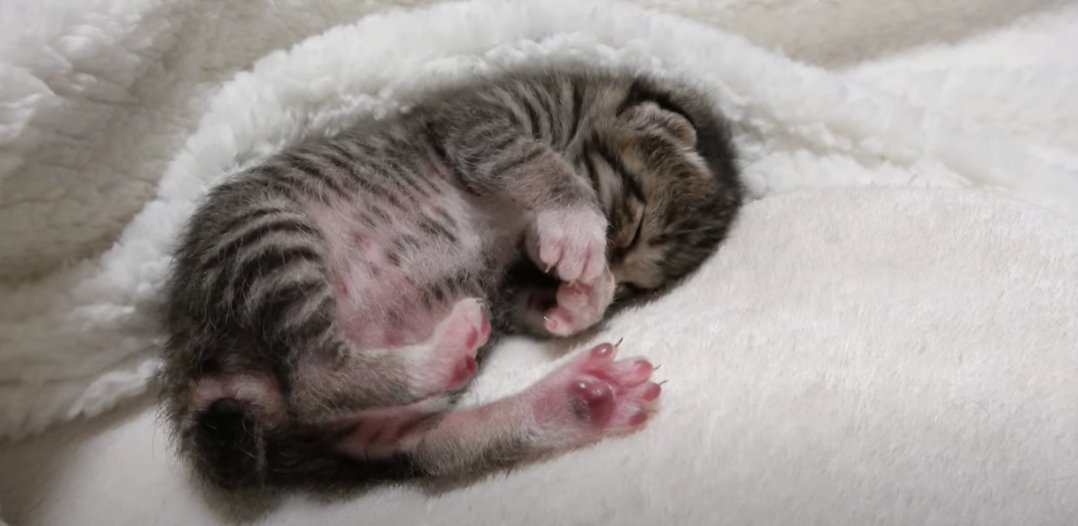 毛布の上で寝ている子猫