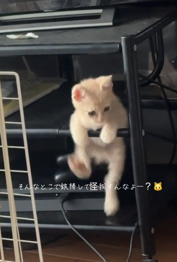 右足を上げる猫