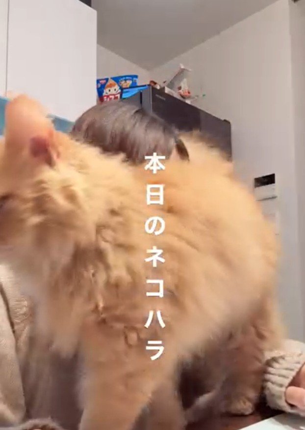 体ごと飼い主にすり寄る猫
