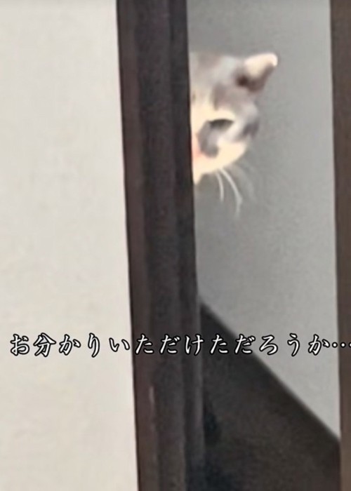 ホラー映画のように覗く猫