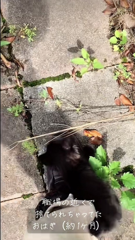 パパの足に擦り寄る仔猫