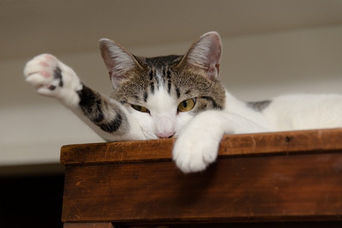 家具の上で前足を伸ばす猫