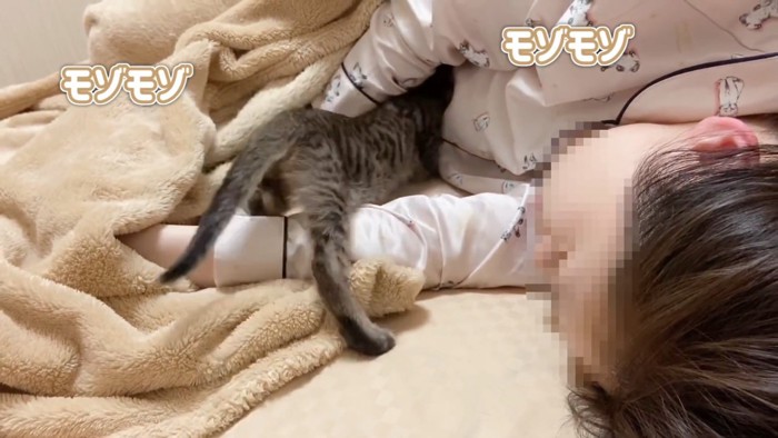 毛布の中に入って行く子猫