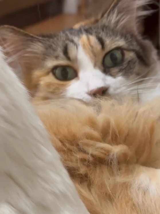 凝視する猫