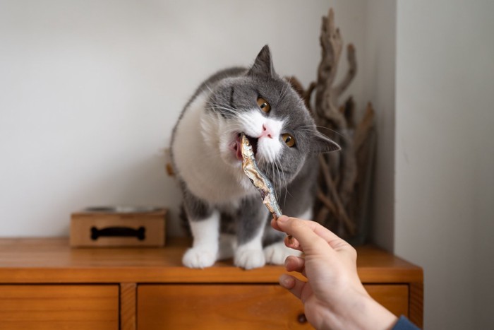 煮干しを食べる猫