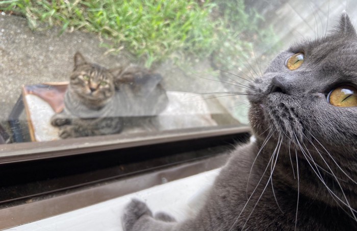 外と中にいる猫