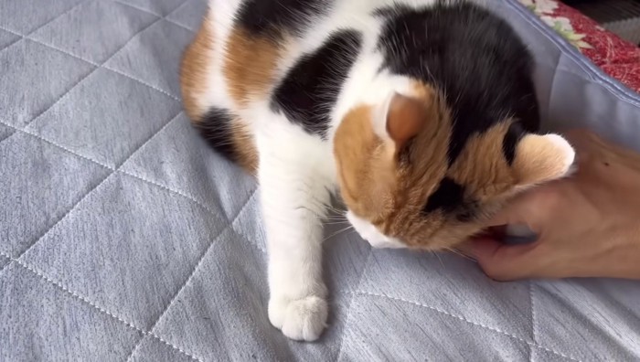 スリスリしている写真