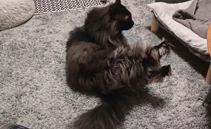 右足を伸ばす猫
