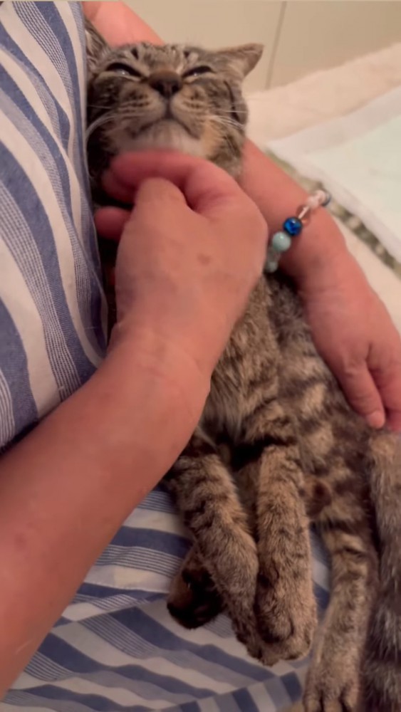 あごをなでられる猫