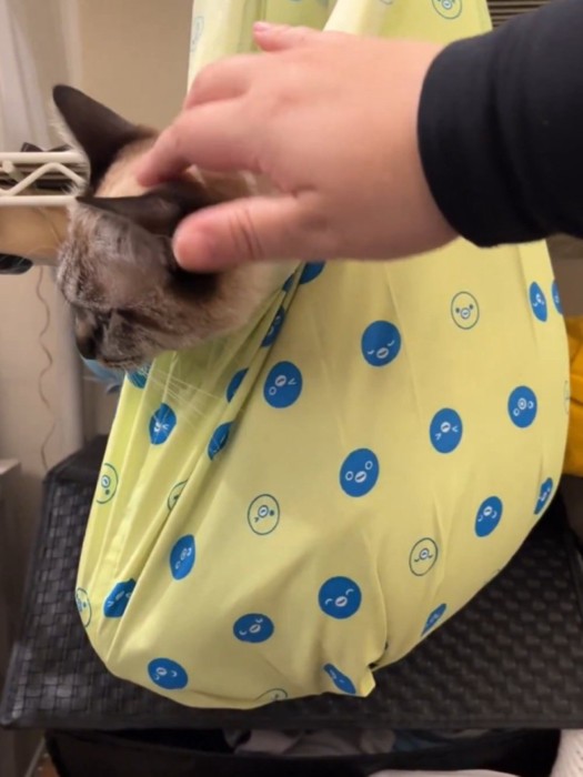 耳の後ろをかいてもらおうと横を向く猫