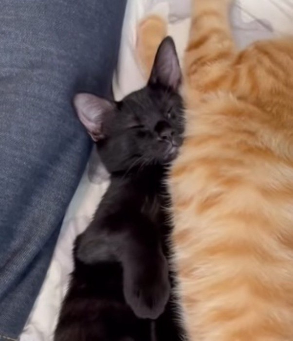 茶トラ猫の胸に顔を当てて眠る黒猫