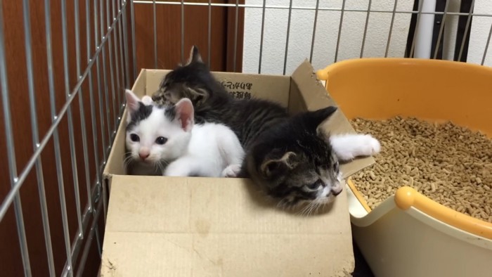 3匹の子猫