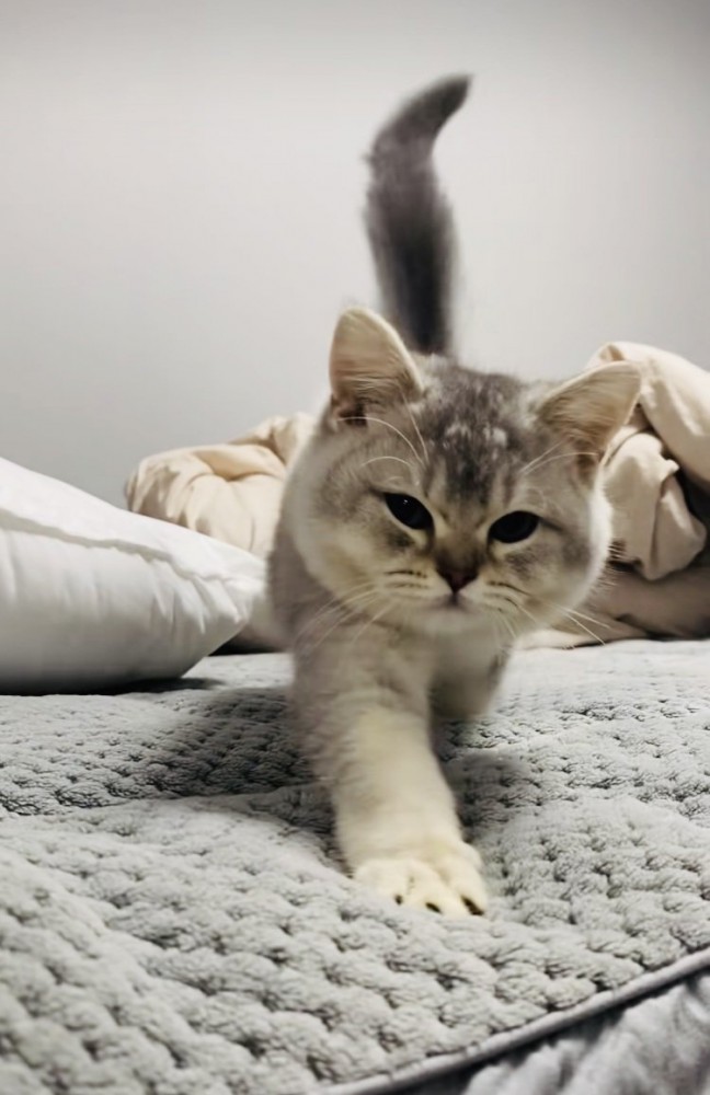 ベッドの上でママに向かって歩く子猫