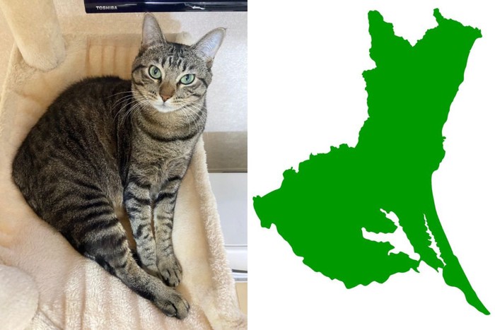 猫と茨城県