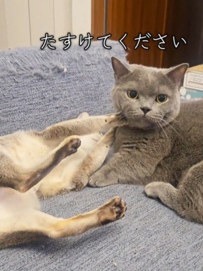 カメラを見る猫