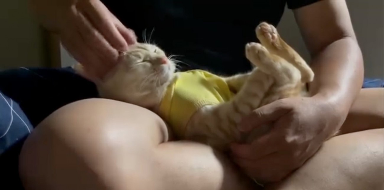 ヘッドマッサージされる猫