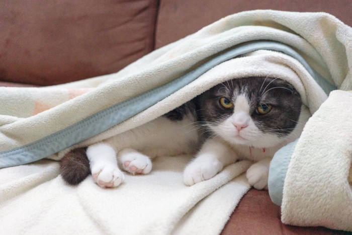 毛布に包まっている猫