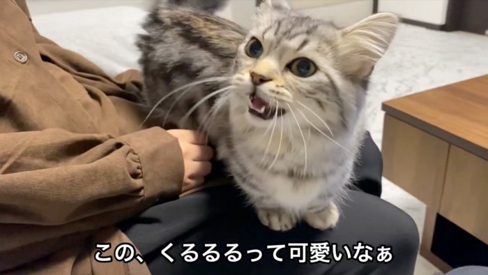 鳴く猫