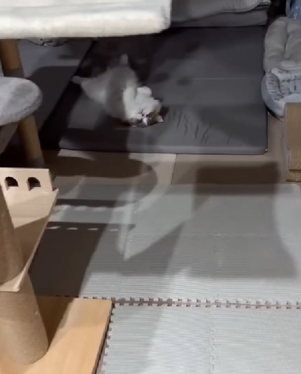 くつろぐ猫