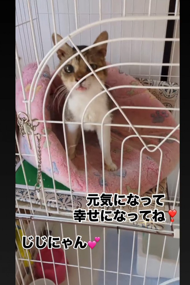 ケージの中から外を見る猫