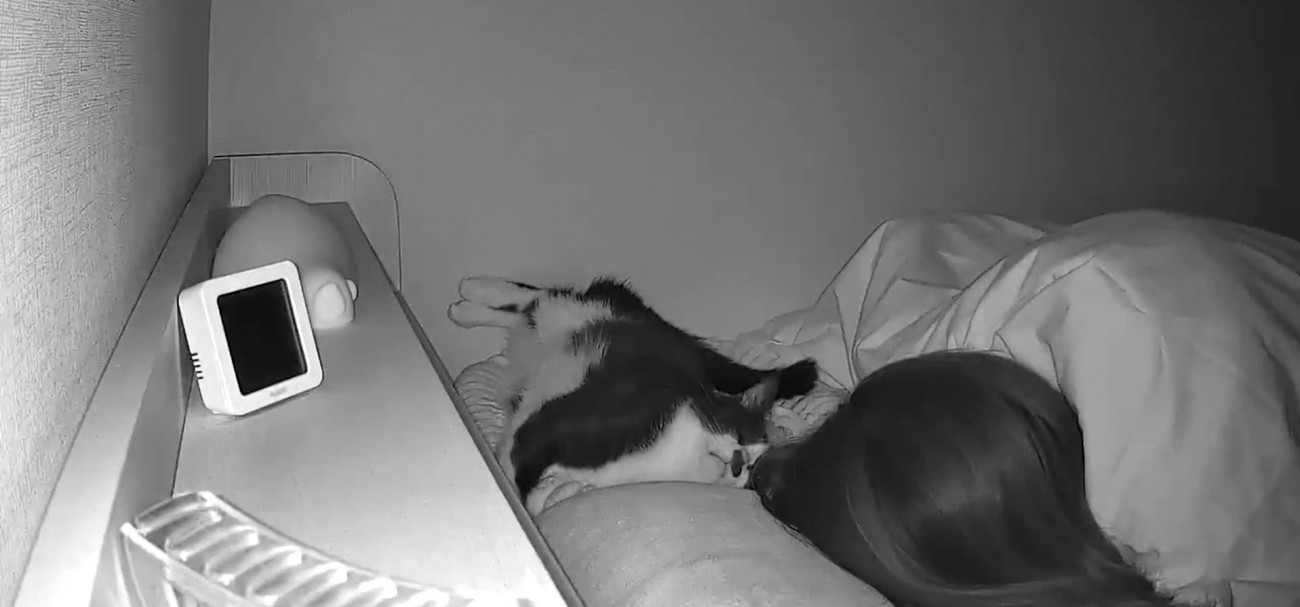 飼い主を見つめる猫