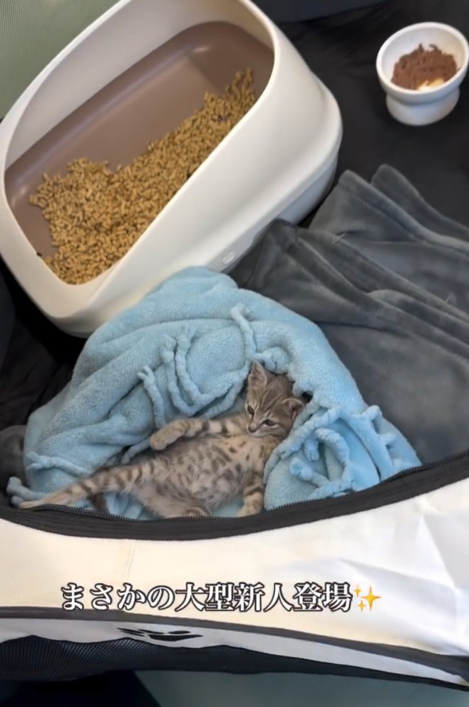 仰向けになってくつろぐ子猫