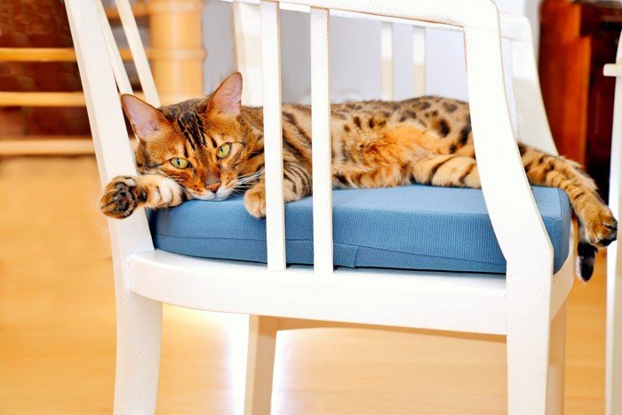 椅子の上に寝そべる猫