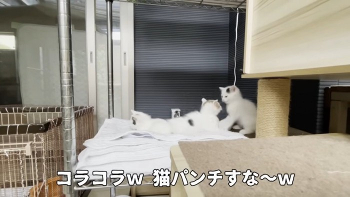 喧嘩する子猫