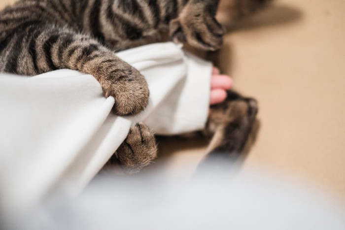 腕にしがみついている猫