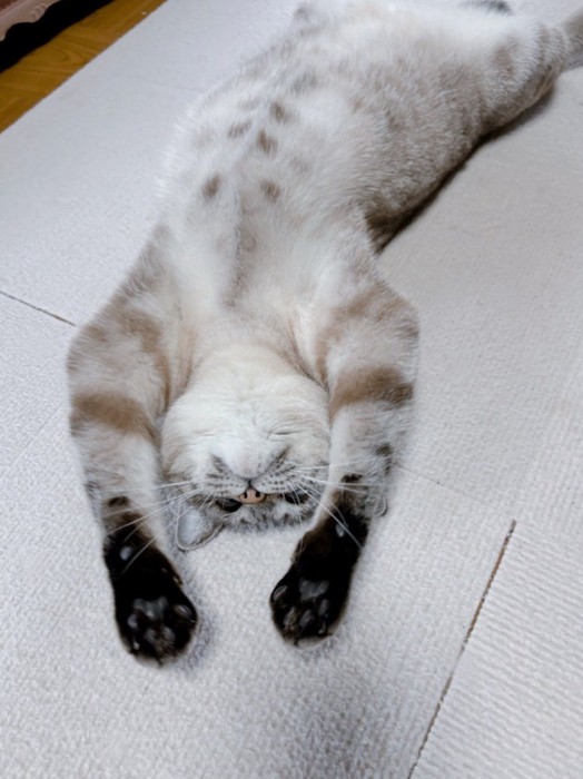 床に仰向けで伸びる猫