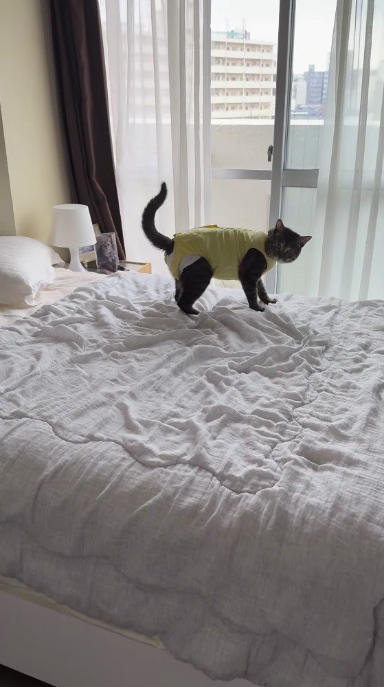 立ち上がって飼い主を見つめる猫