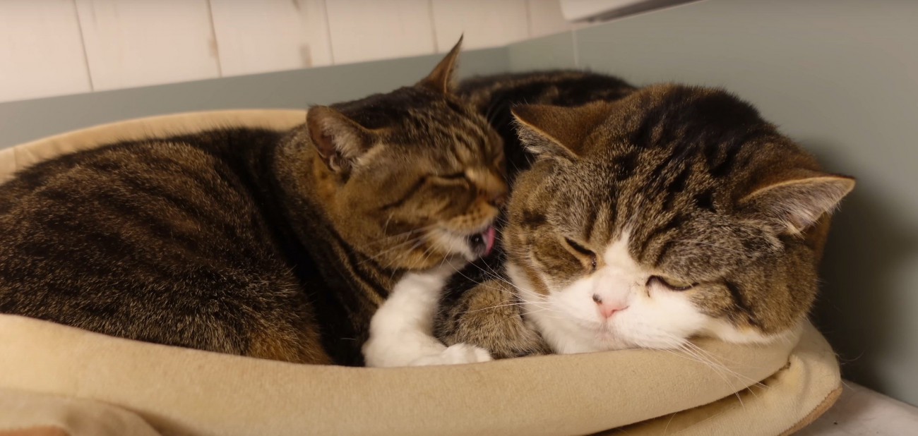 グルーミングしている猫2匹
