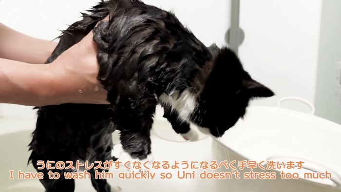 「うにのストレスが...」のテロップ写真