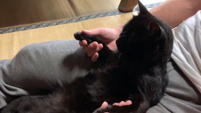 肉球を揉まれる猫