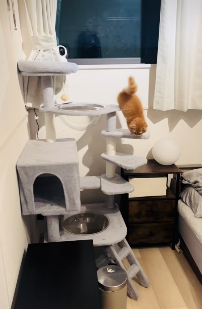 キャットタワーを駆け下りるミヌエット