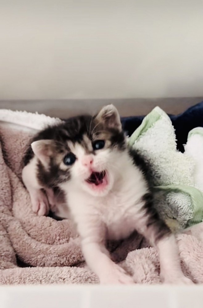 毛布の上であくびをする赤ちゃん猫