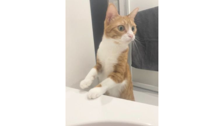 お風呂にいる猫