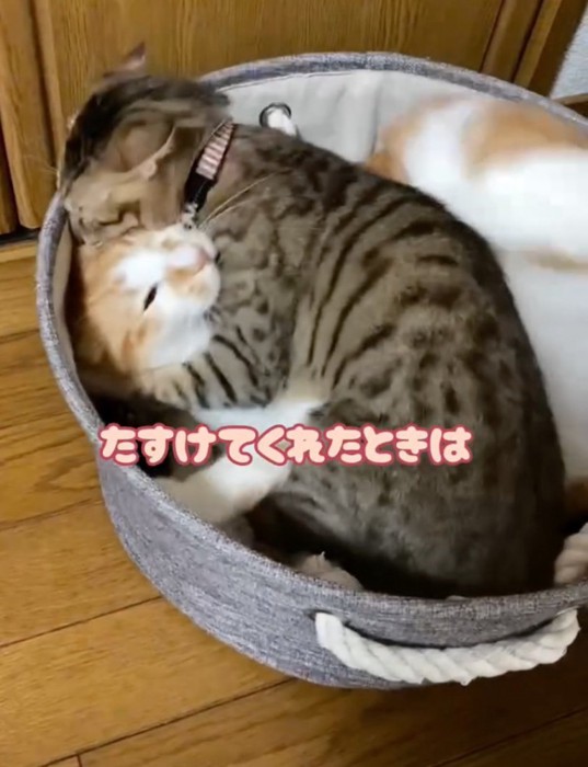 戦う猫たち