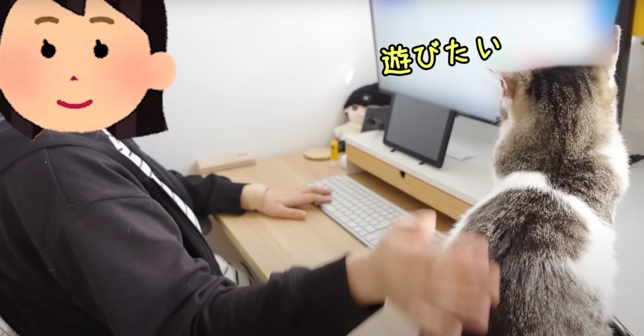 机に乗る猫の後ろ姿