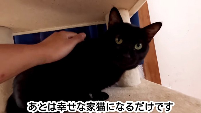 背中をなでられる猫