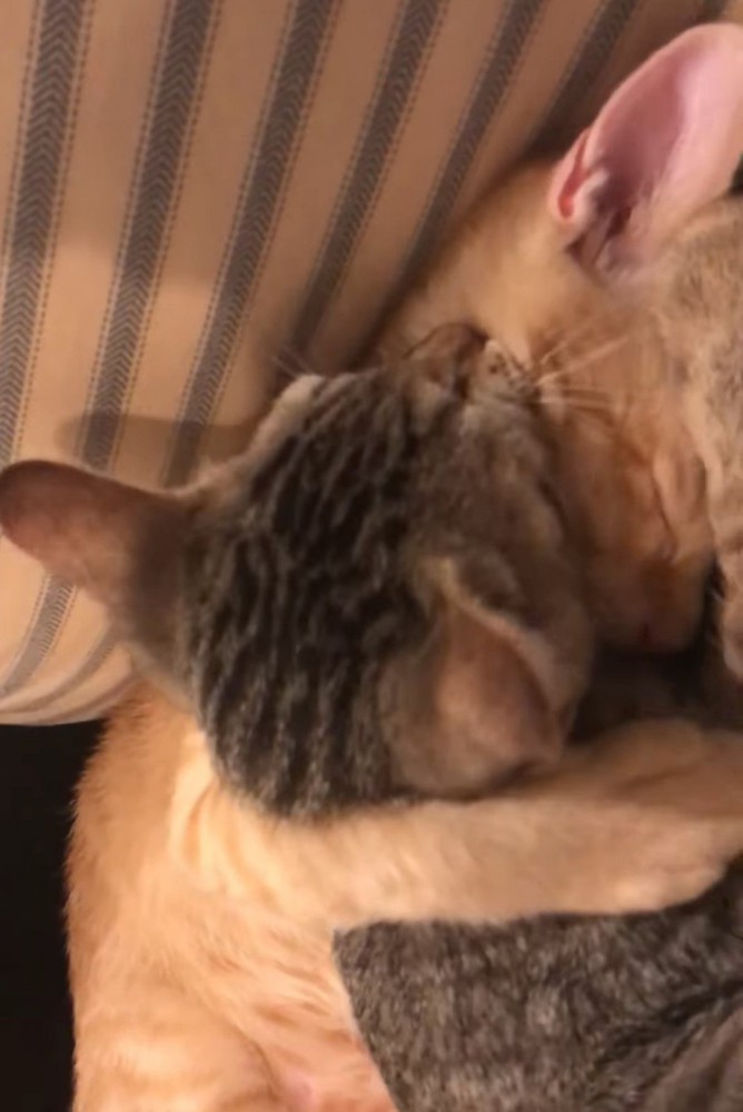 キジトラ猫の肩に前足を回す茶トラ猫