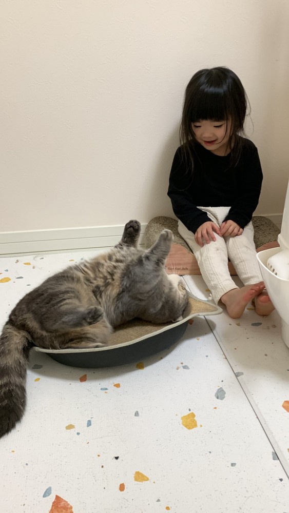 へそ天で甘える猫