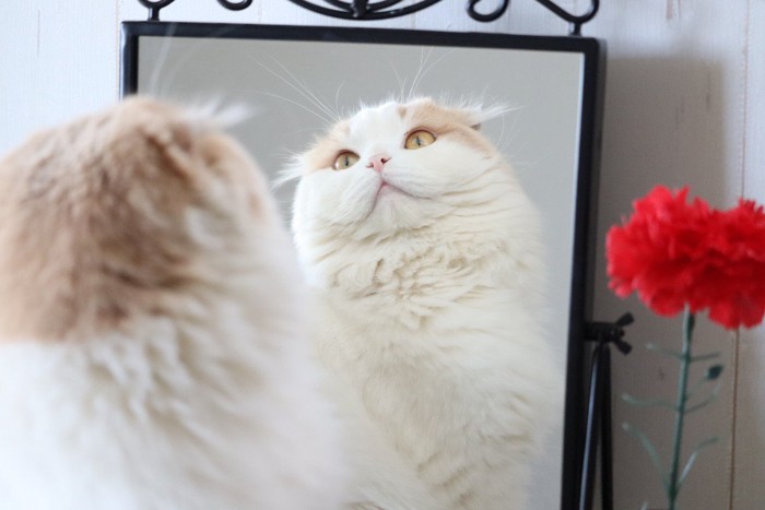 鏡の前にいる白い猫