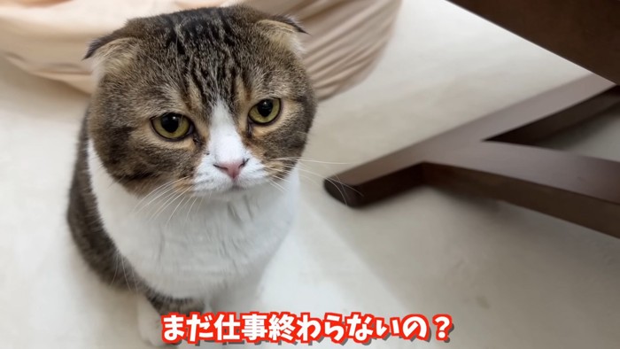 上目づかいのぽこ太郎くん