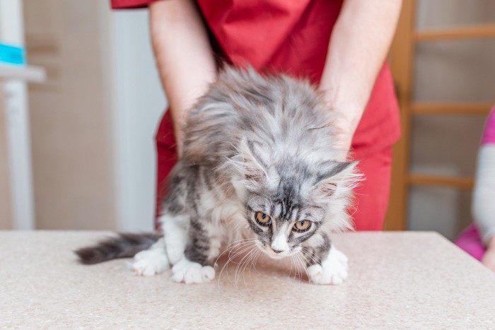 動物病院にいる猫