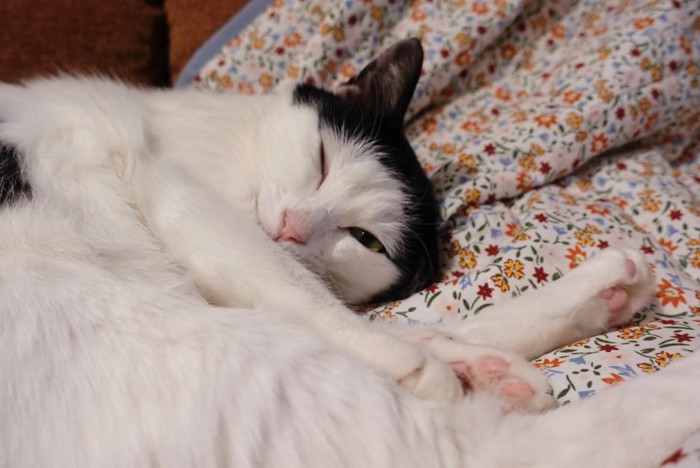 ウインクをしているおこめちゃん