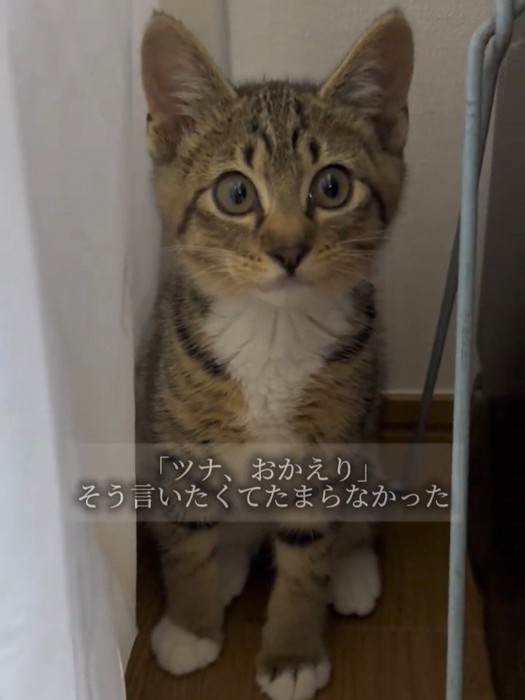 物陰でおすわりする子猫