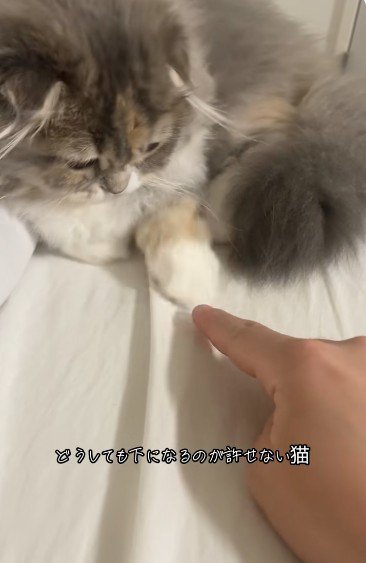 人の指を見ている猫