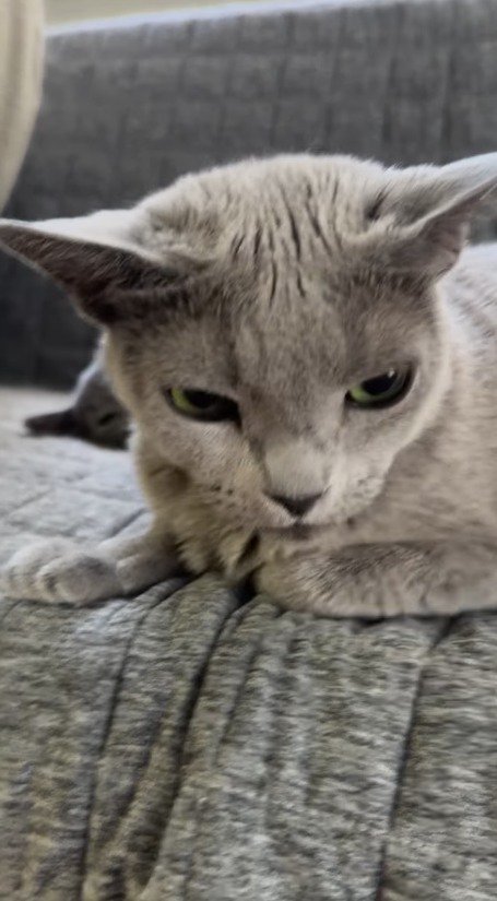 ソファの上に座り直す成猫