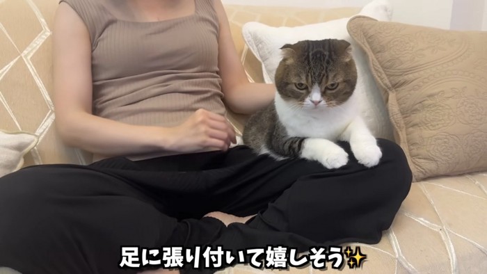 膝の上で幸せそうなぽこ太郎くん